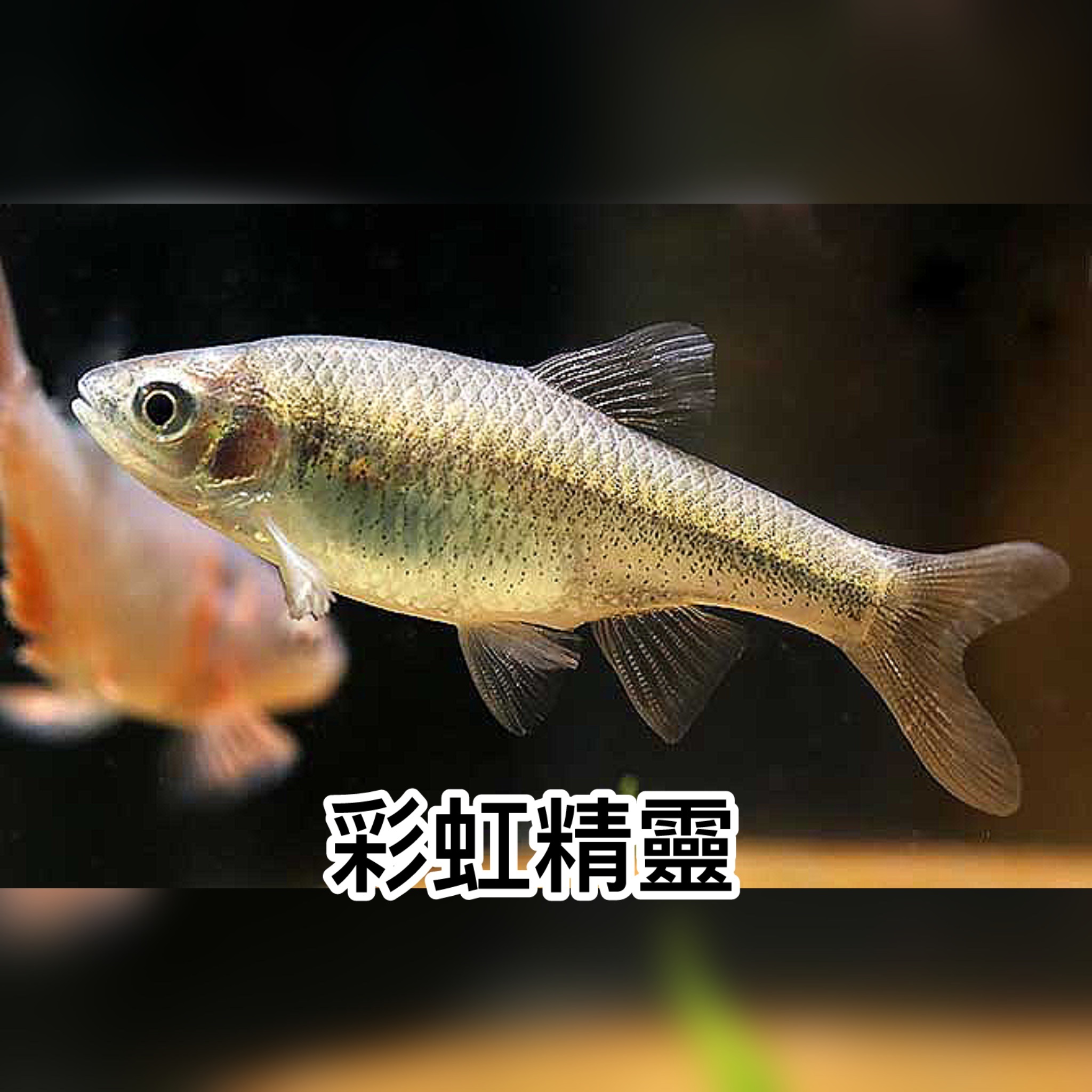 彩虹精靈｜Red shiner