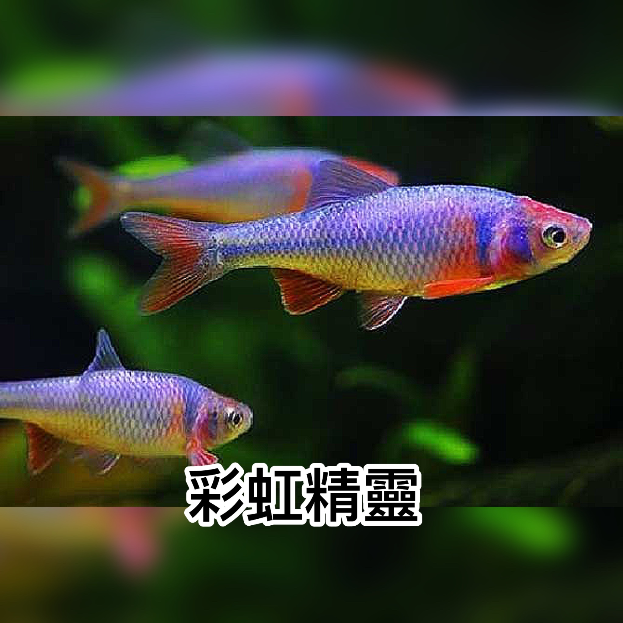 彩虹精靈｜Red shiner