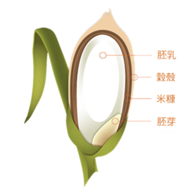 一粒米：胚乳、米糠層及胚芽