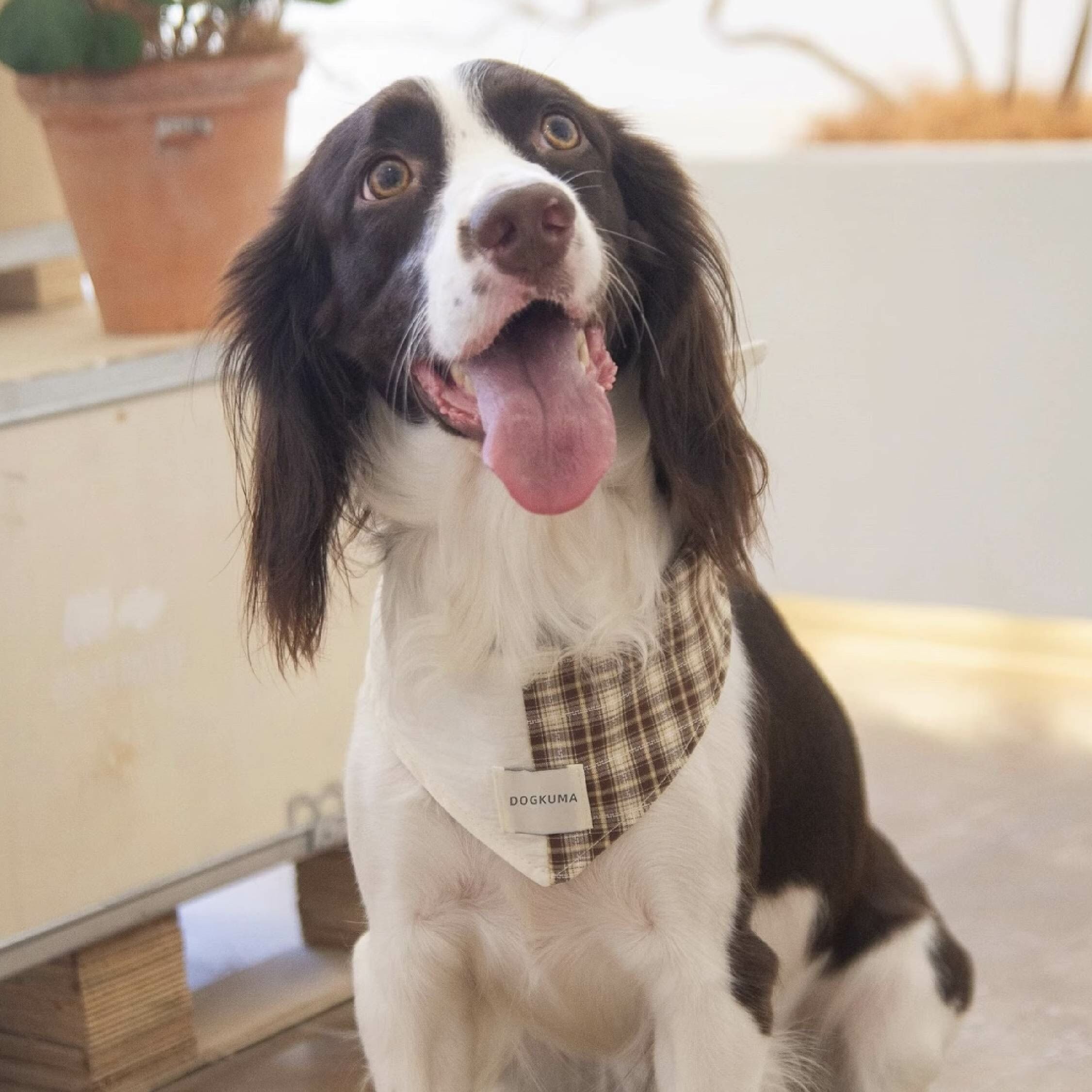 DOGKUMA - 格紋氣質領巾