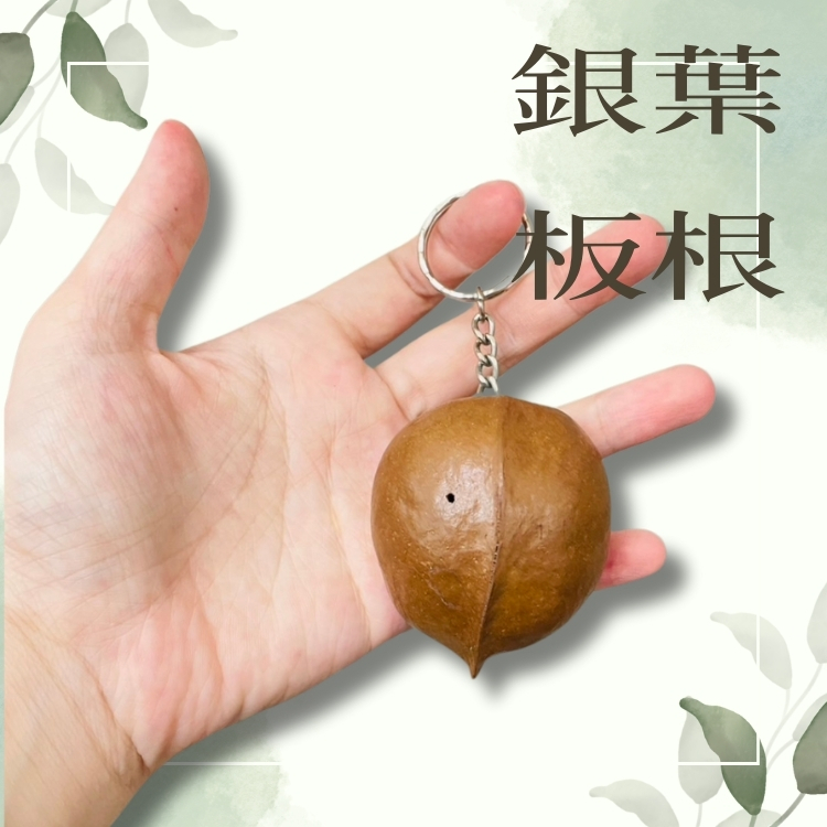 斗六院｜3入組手作種子吊飾