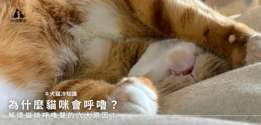 解讀貓咪呼嚕聲的六大原因