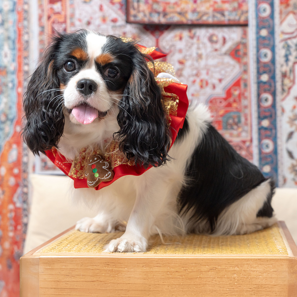 X'MAS Red Collar with Stuffed Toy