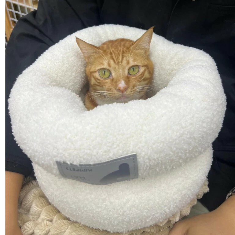 芭娜娜毛孩良品小明星布丁很愛睡袋型貓窩