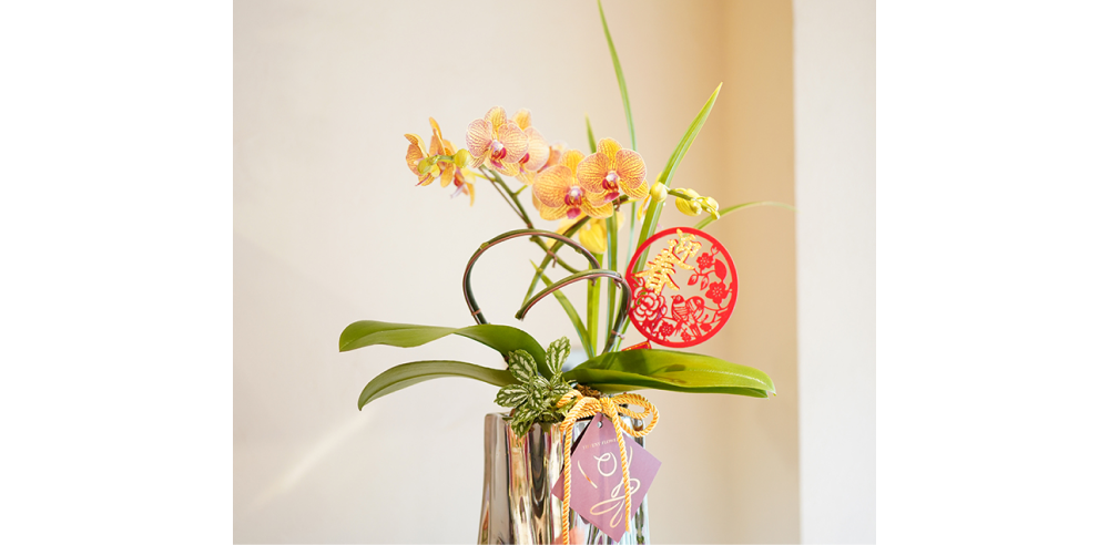 蘭花盆栽保養方式