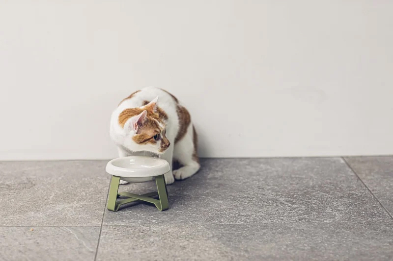 PECOLO - 高腳寵物碗 S