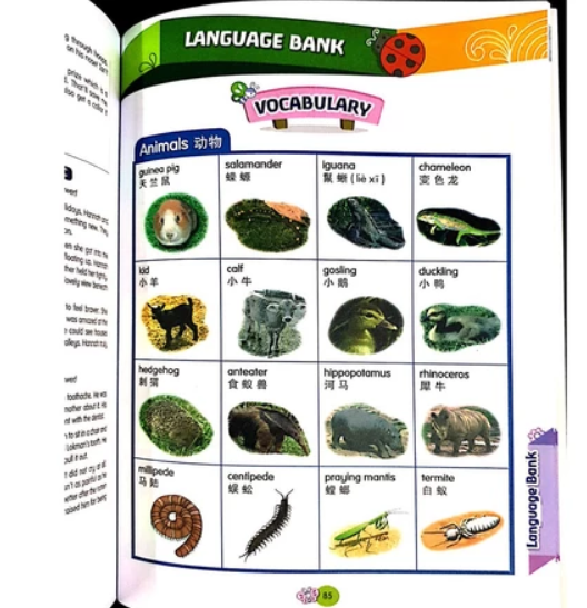 Pelangi焦点攻略第一阶段