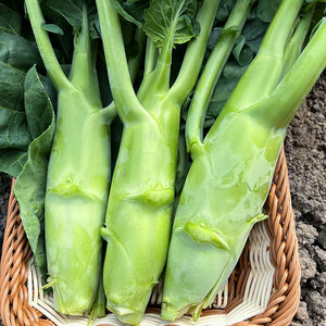 Local Organic Chinese Kale (BAG)