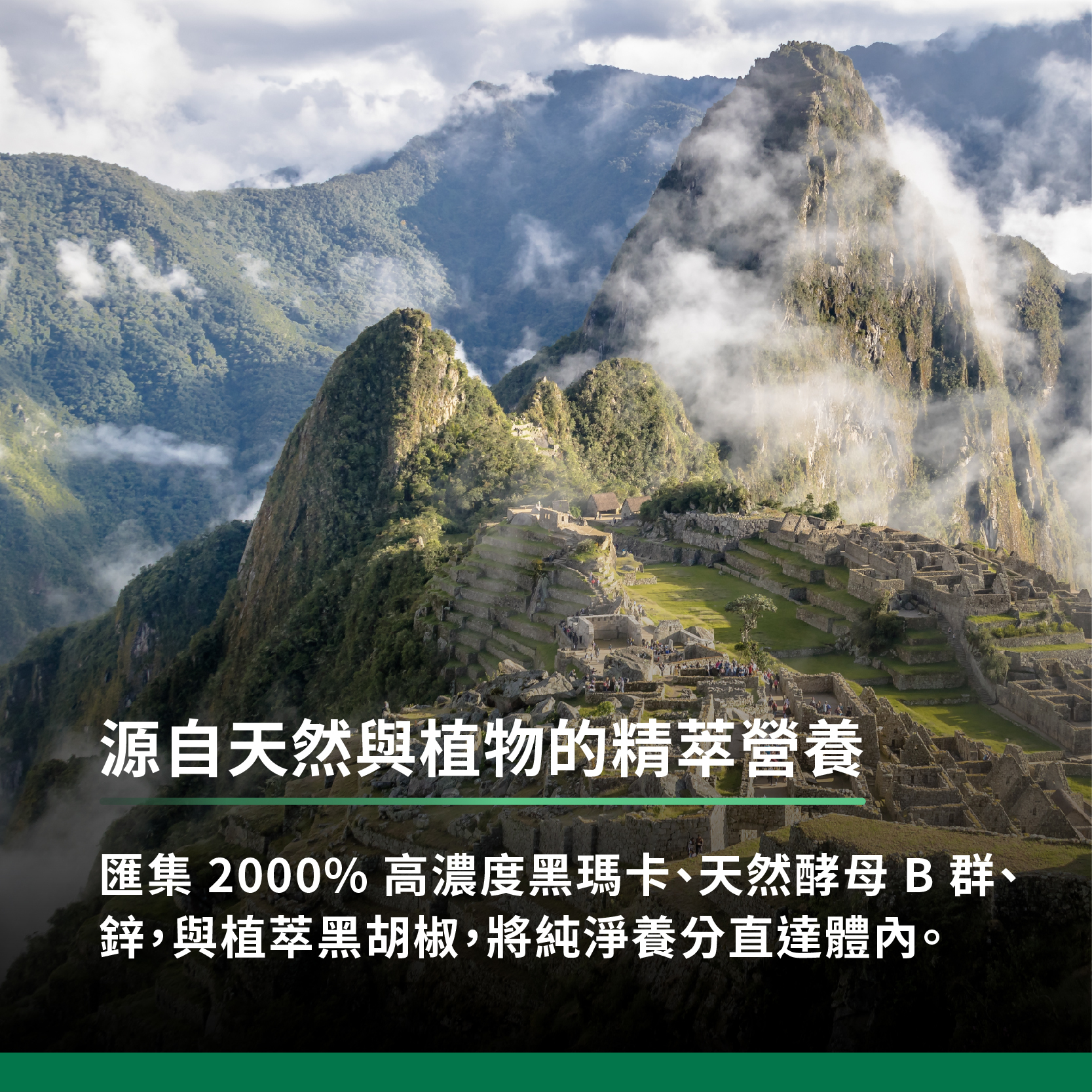 匯集2000%高濃度黑馬卡、天然酵母b群、鋅,與植萃黑胡椒,將純淨養分直達體內