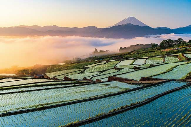 日出時的富士和水稻梯田