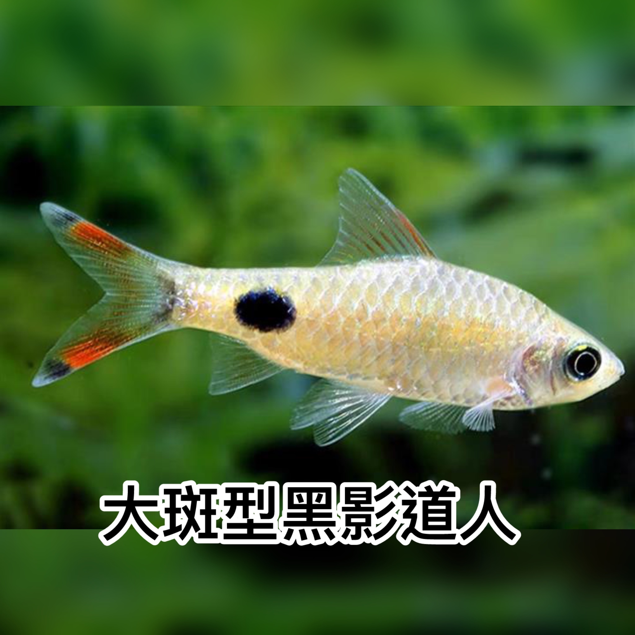 大斑型黑影道人 ｜Mascara Barb