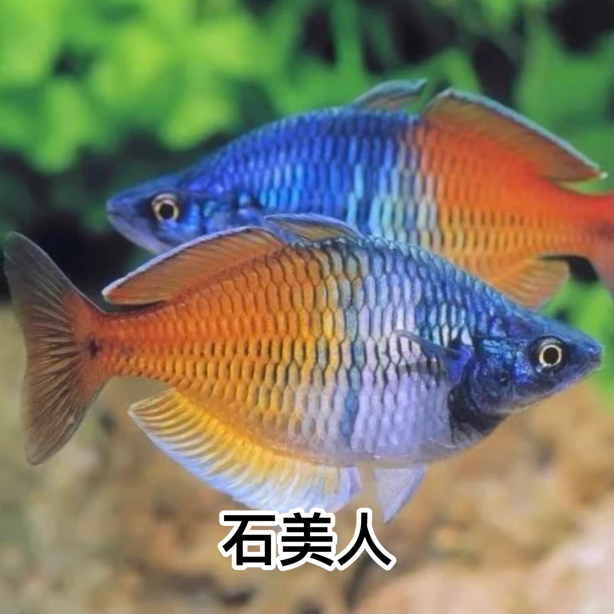 石美人｜bicolor angelfish