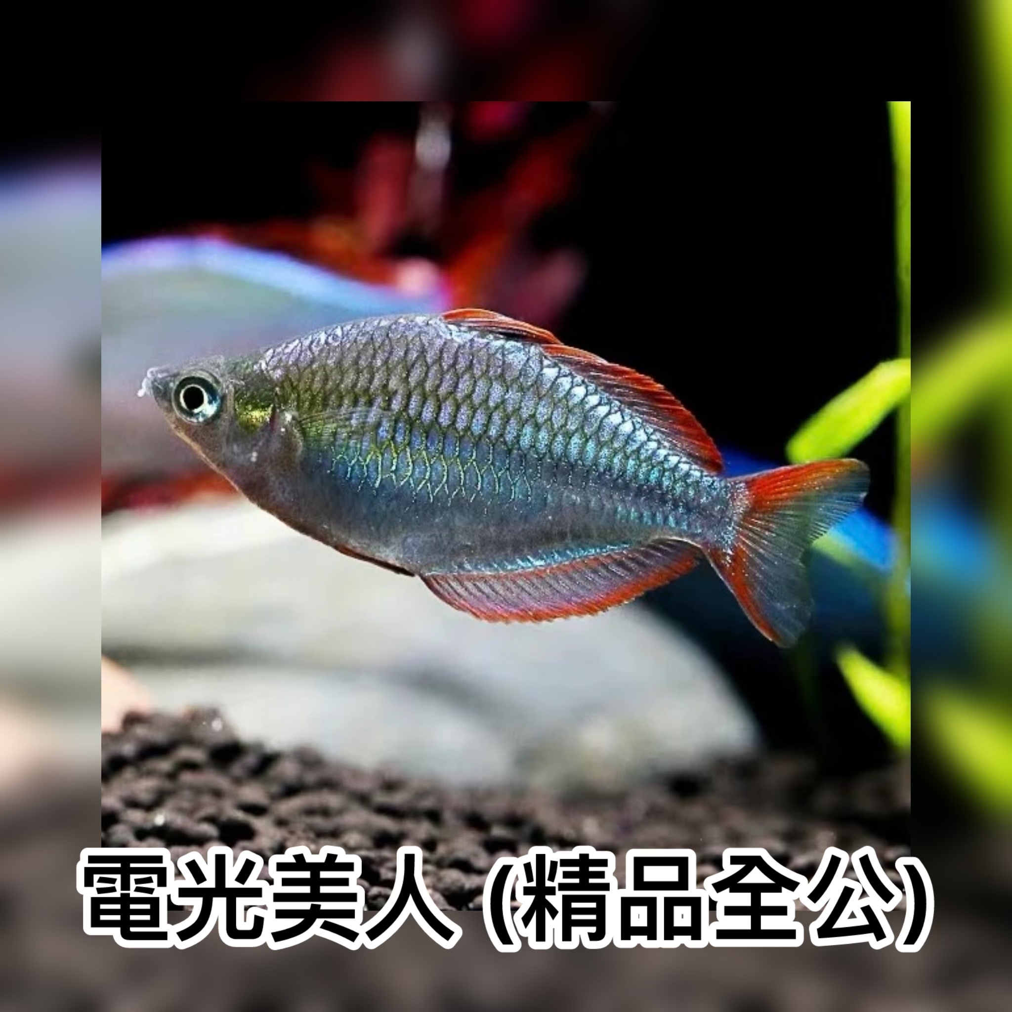 電光美人 (精品全公)