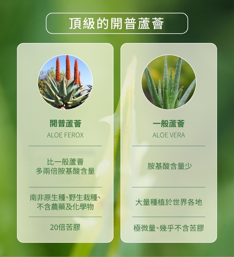 開普蘆薈與一般蘆薈比較