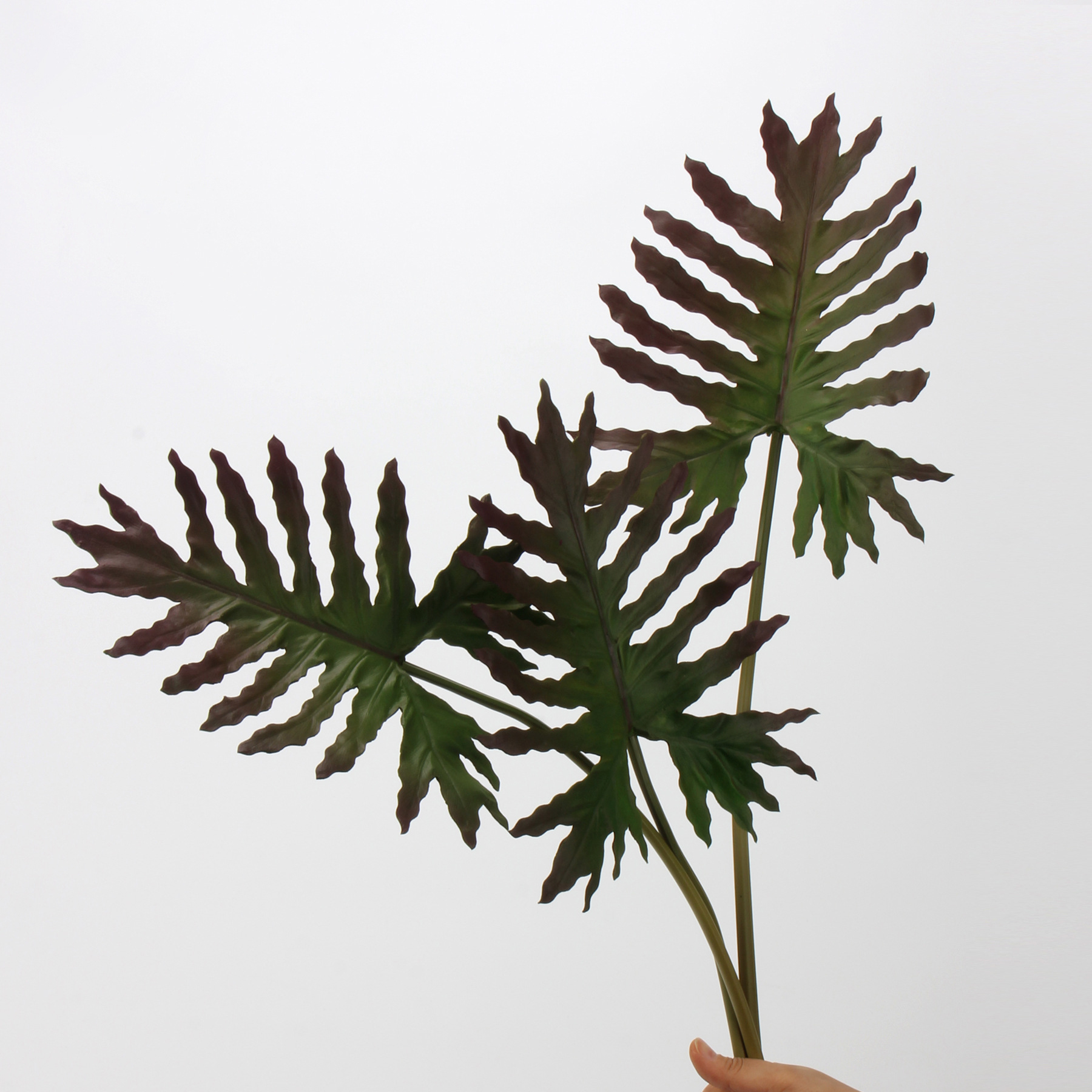 仿真春雨葉 (滴水觀音)