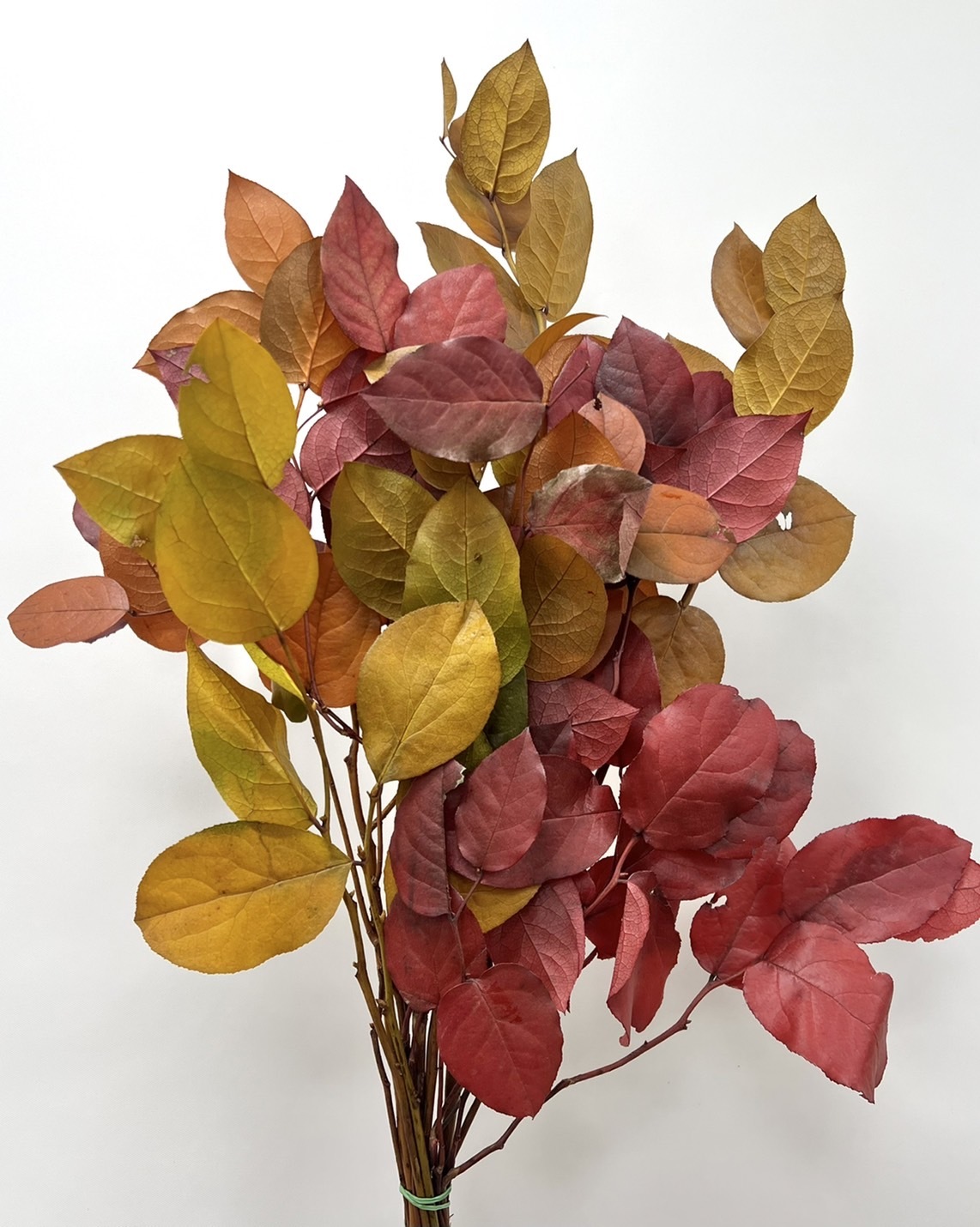 義大利不凋沙巴葉