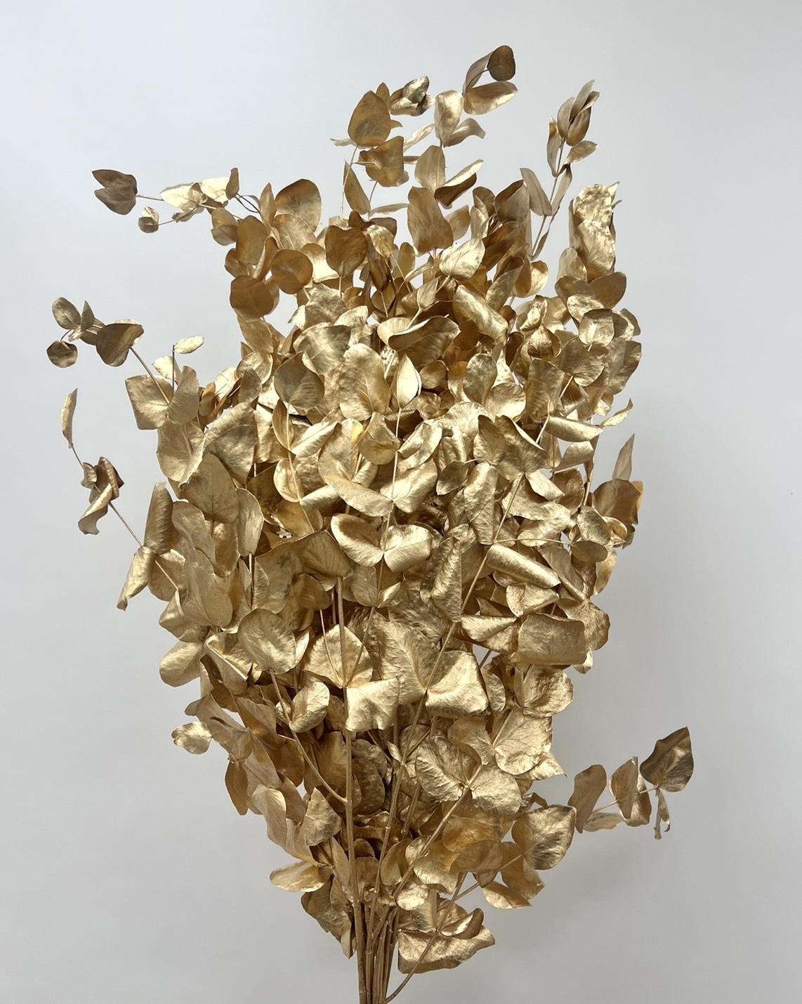 染金尤加利(圓葉)