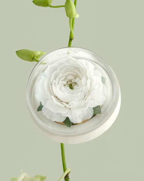 大瓷花系列擴香