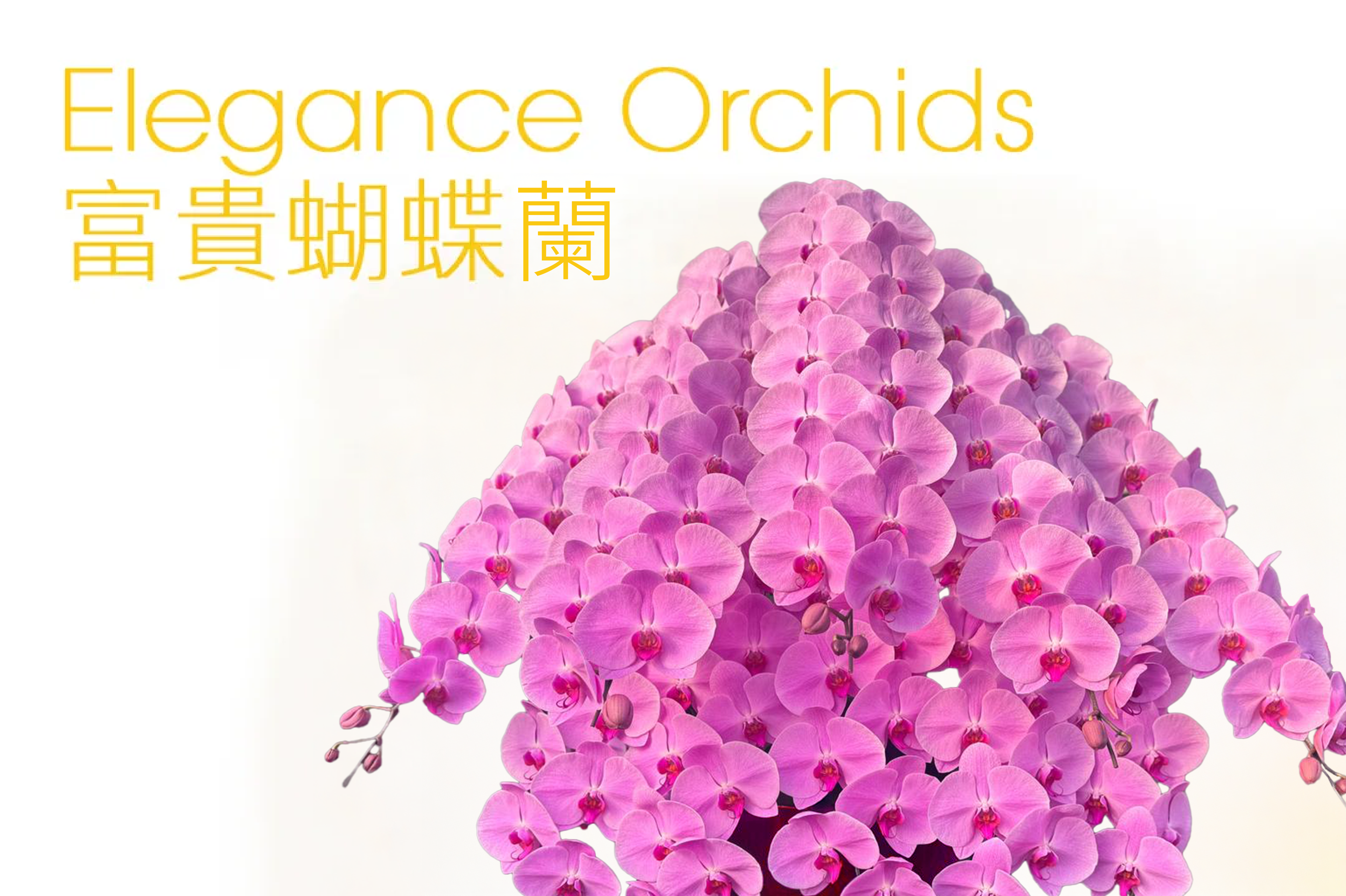 中西花店新年目錄