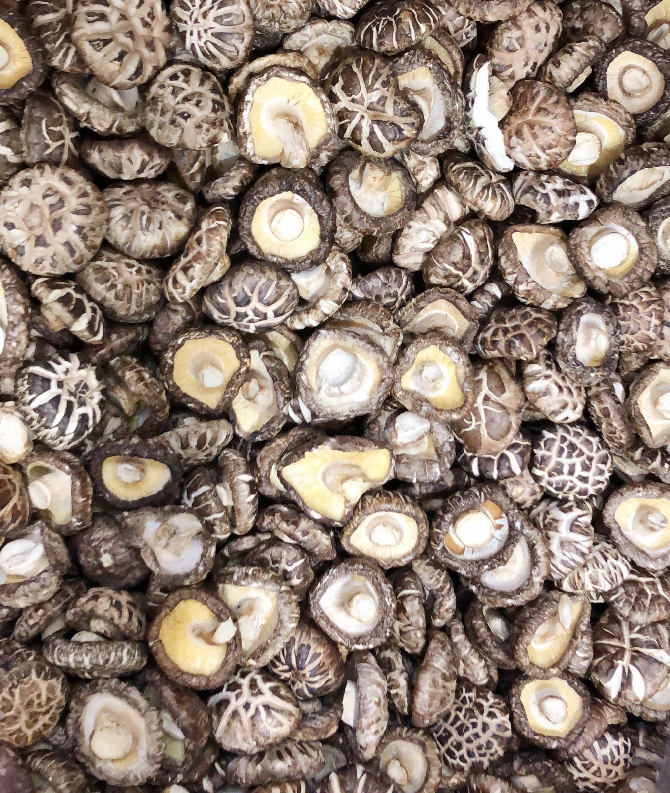 (1104)日本原木白花菇(S) 600G