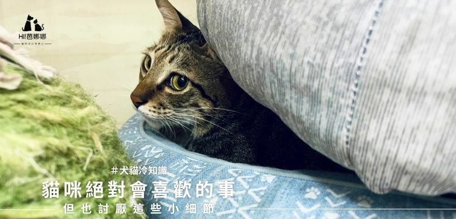 貓咪喜歡的事情跟討厭的事情