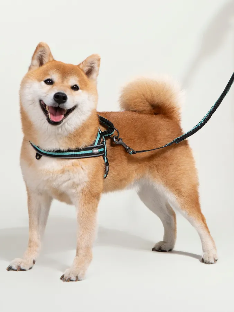 【PAWSOME】夾心系列 速穿馬鞍式胸背牽繫組｜黑巧薄荷