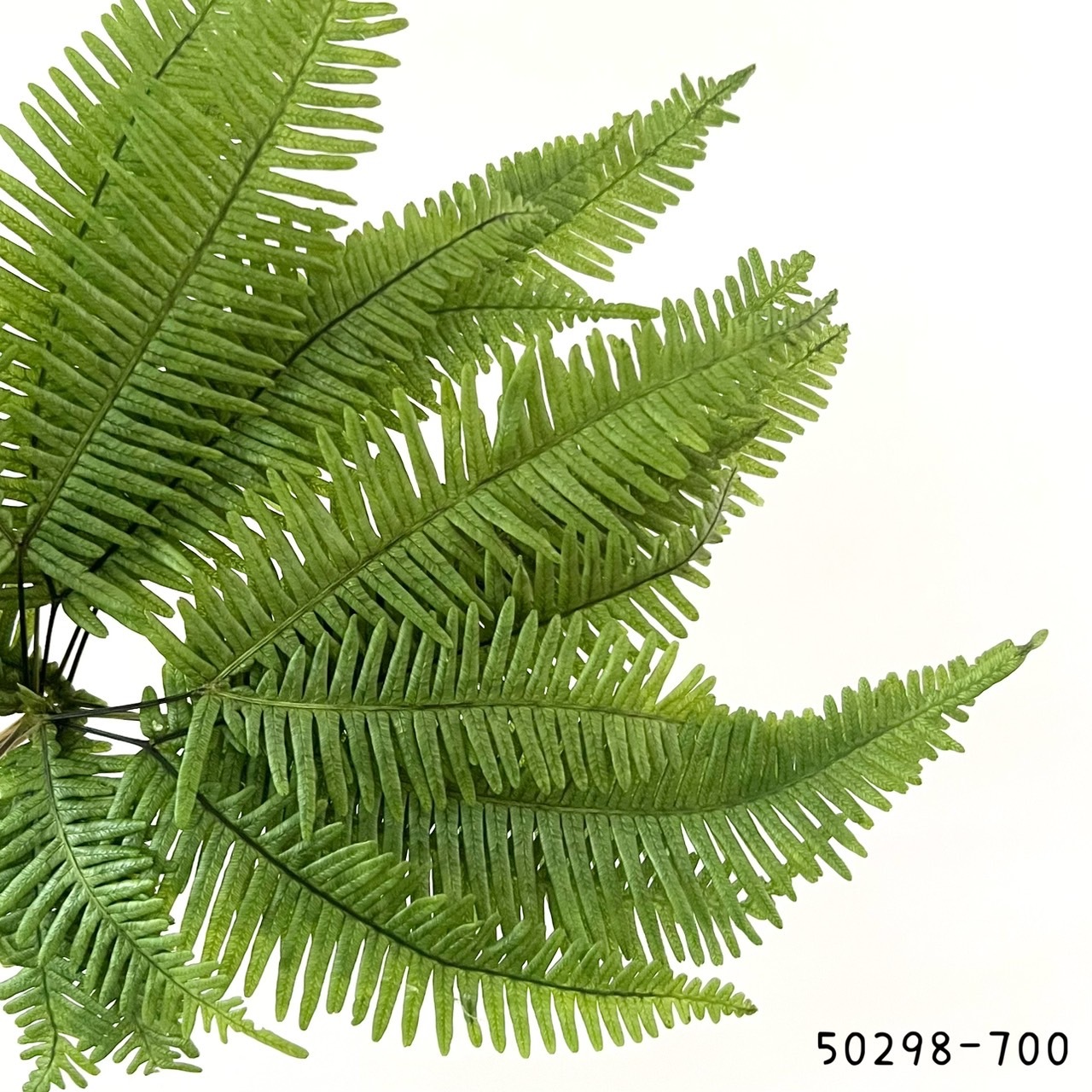 日本不凋迷你芒萁50298-700