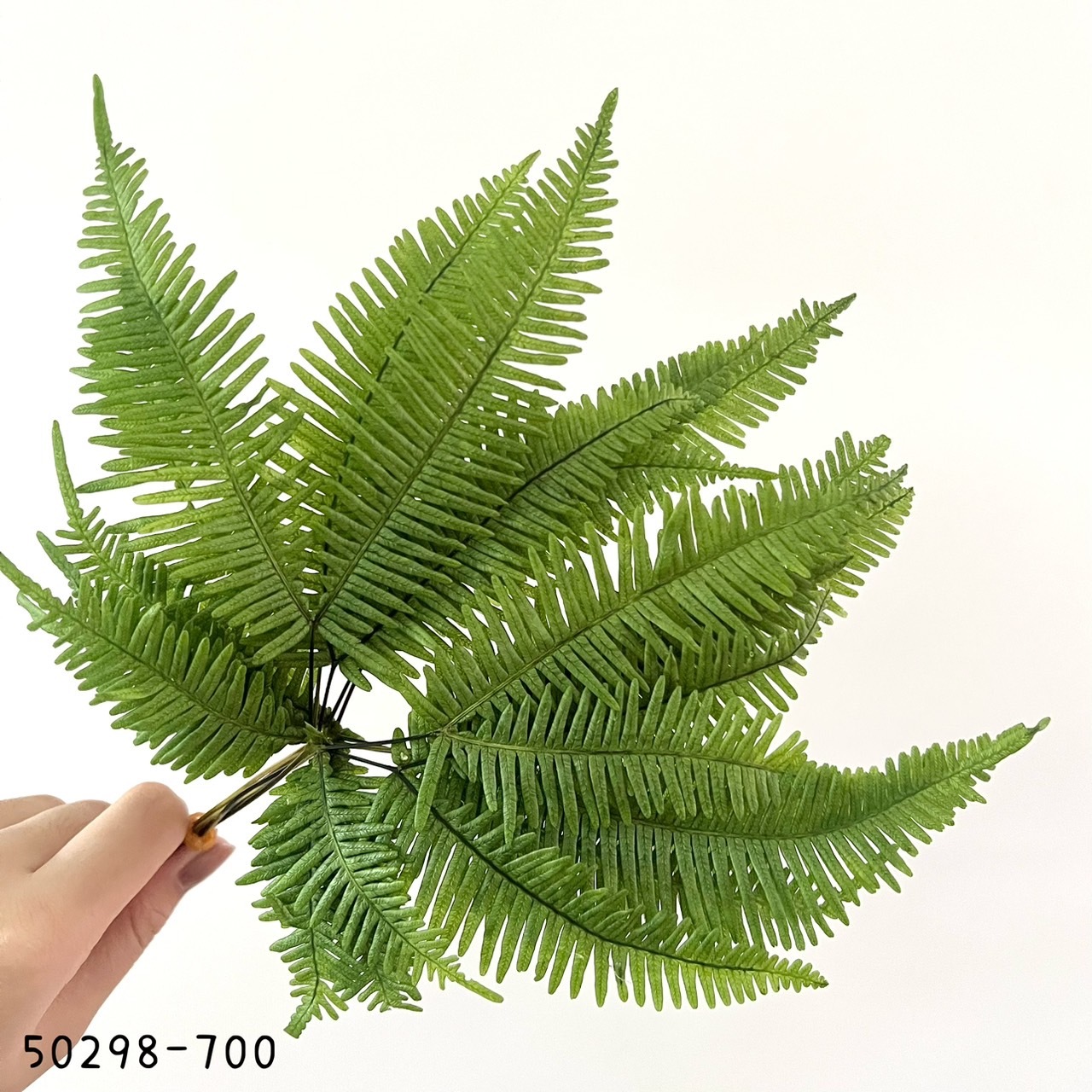 日本不凋迷你芒萁50298-700