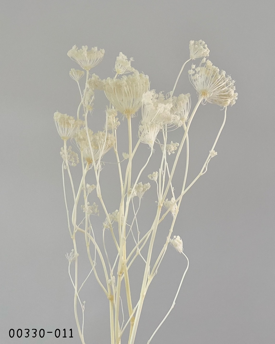 日本不凋蕾絲花00330-011