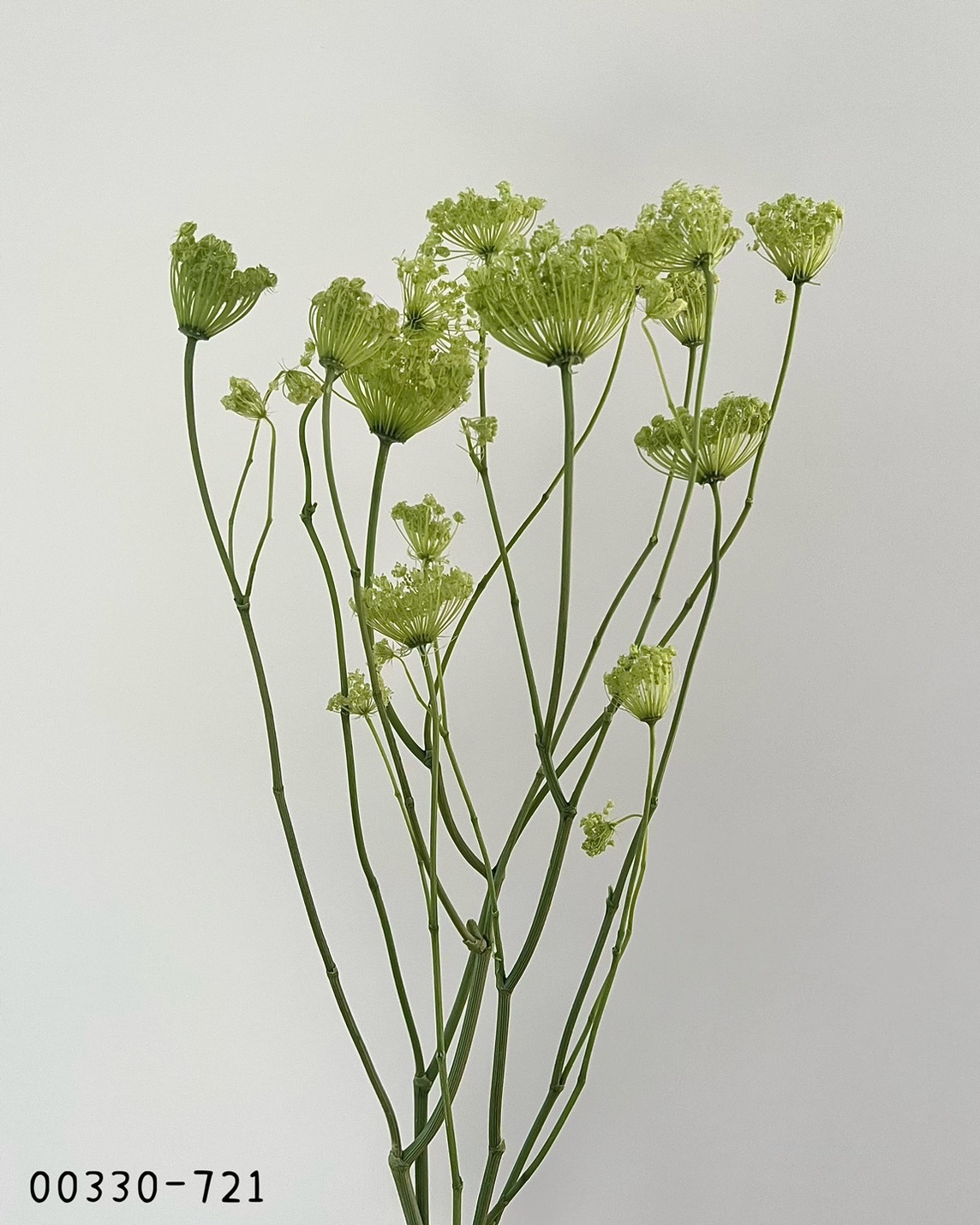 日本不凋蕾絲花 00330-721