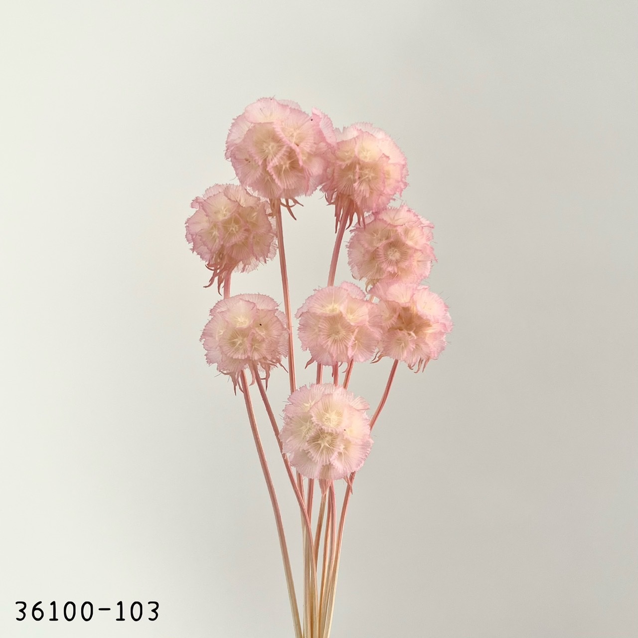 日本乾燥松蟲果 36100-103