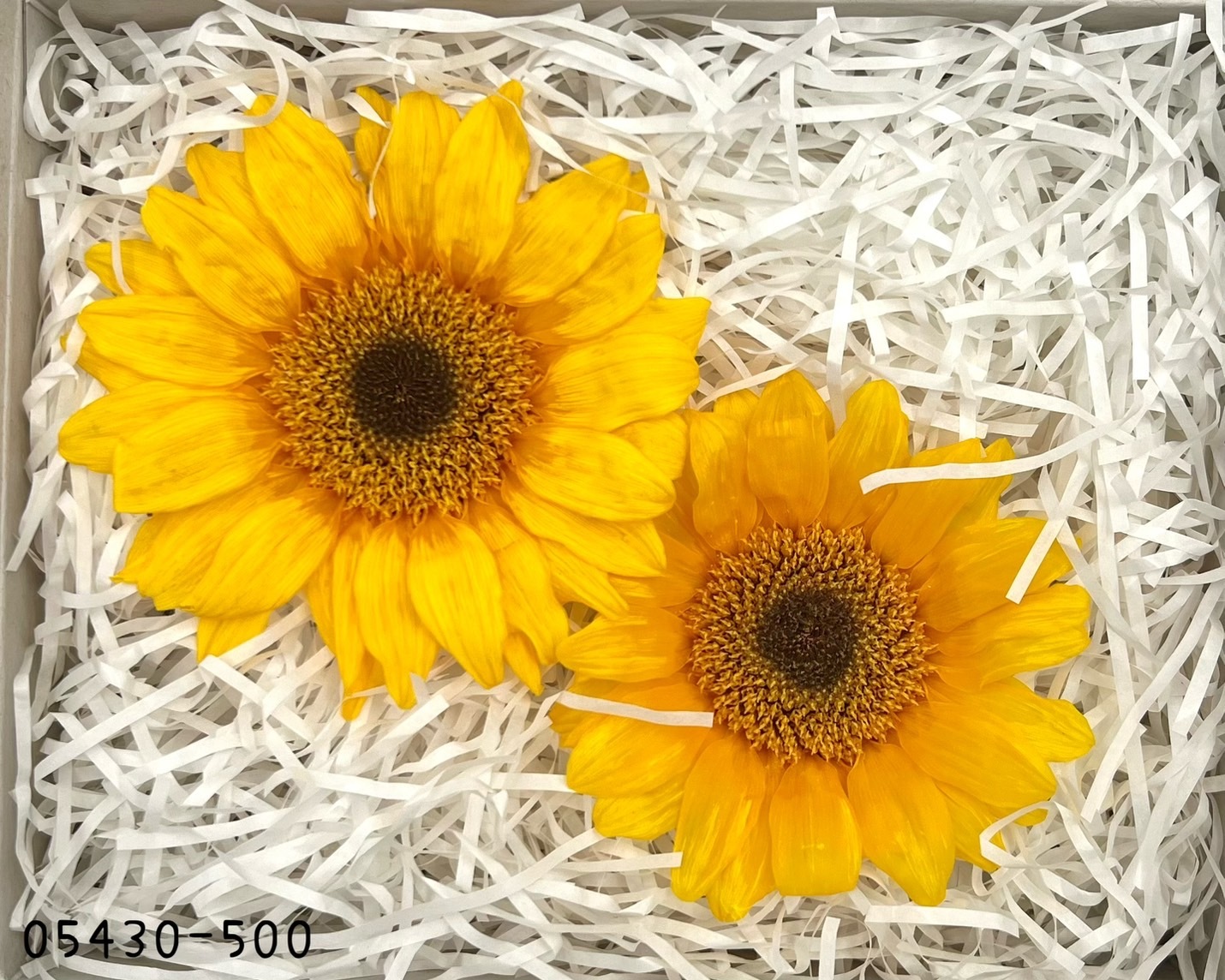 日本不凋向日葵05430-500