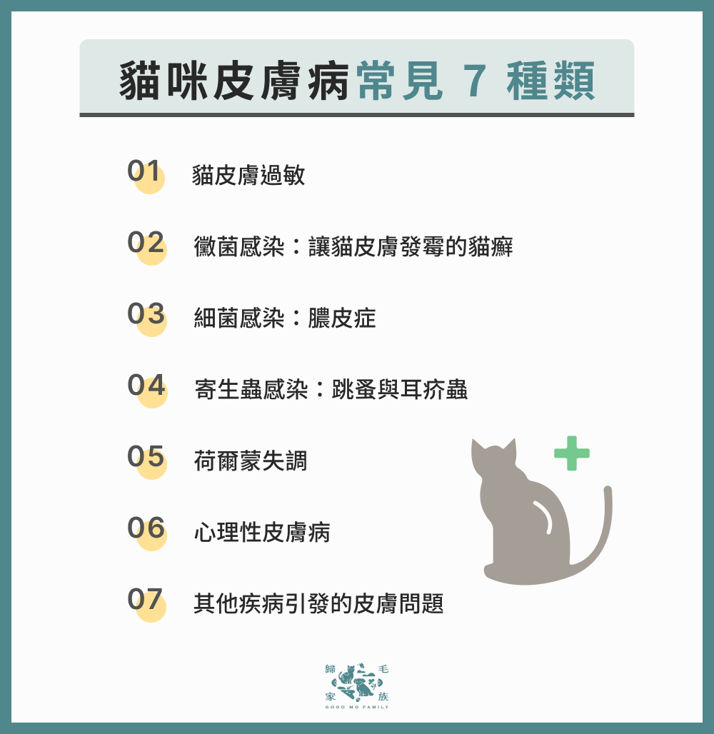 貓皮膚病常見 7 種類