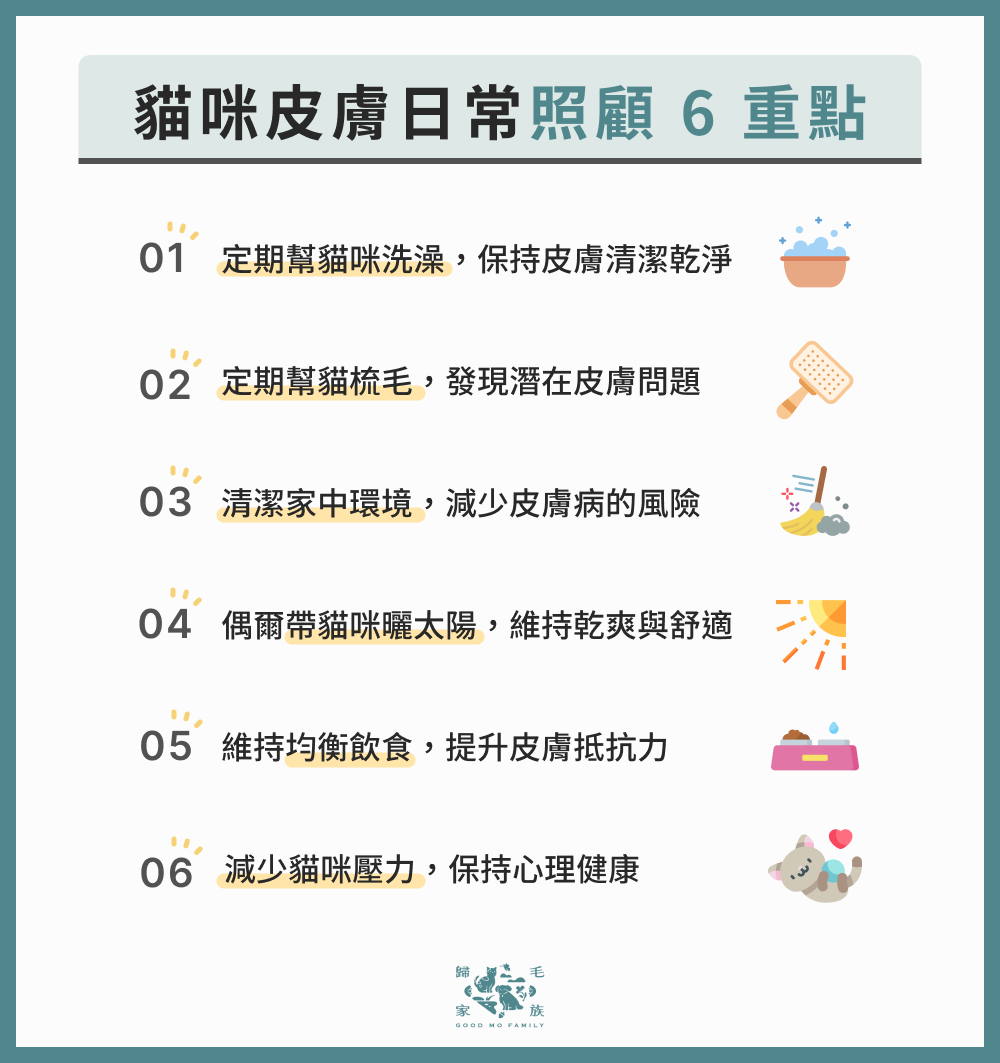 貓咪皮膚日常照顧 6 重點