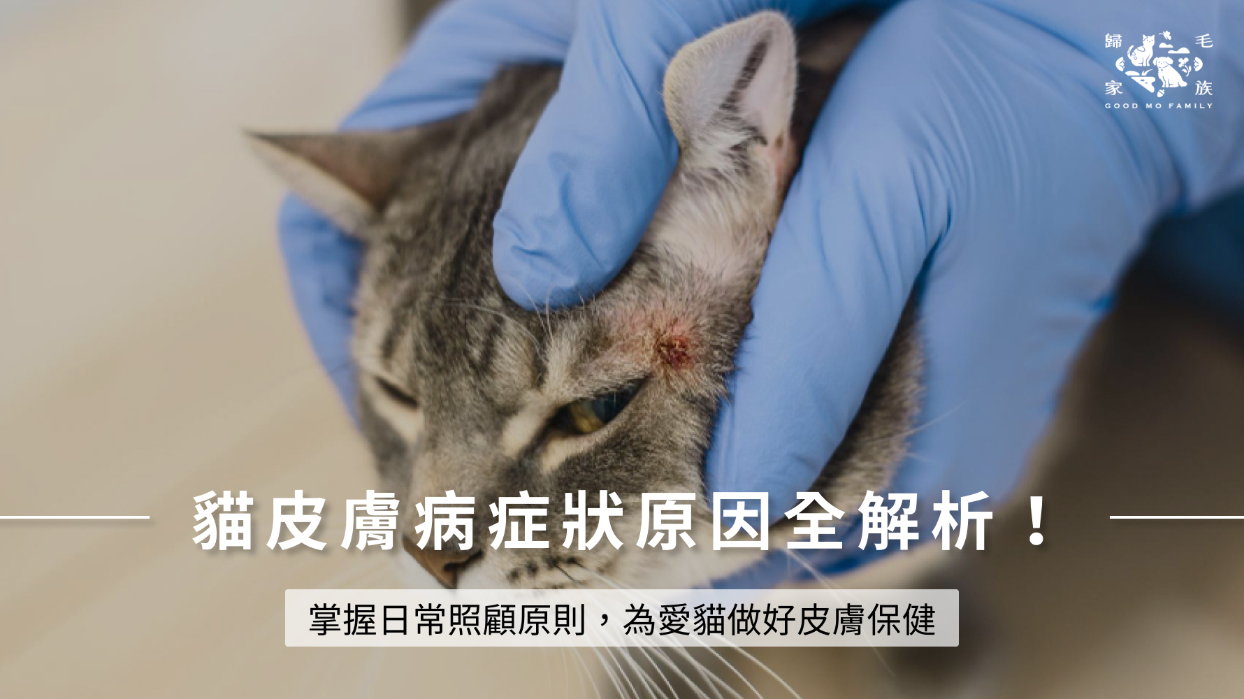 貓皮膚病症狀原因全解析！掌握日常照顧原則，為愛貓做好皮膚保健