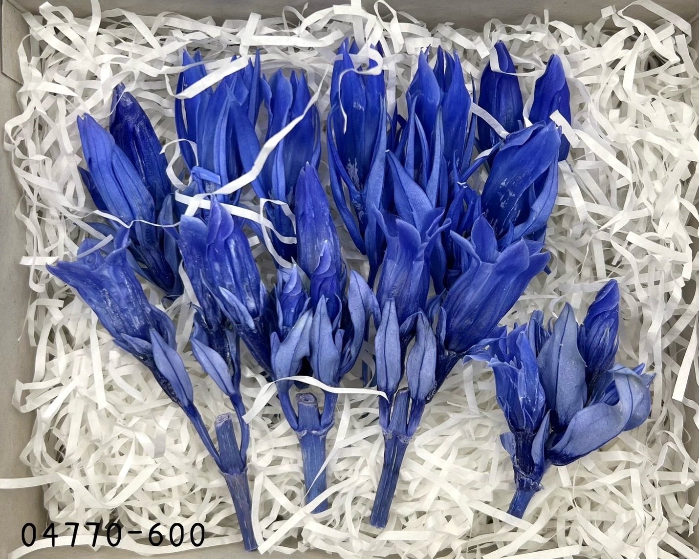 日本不凋龍膽花04770-600