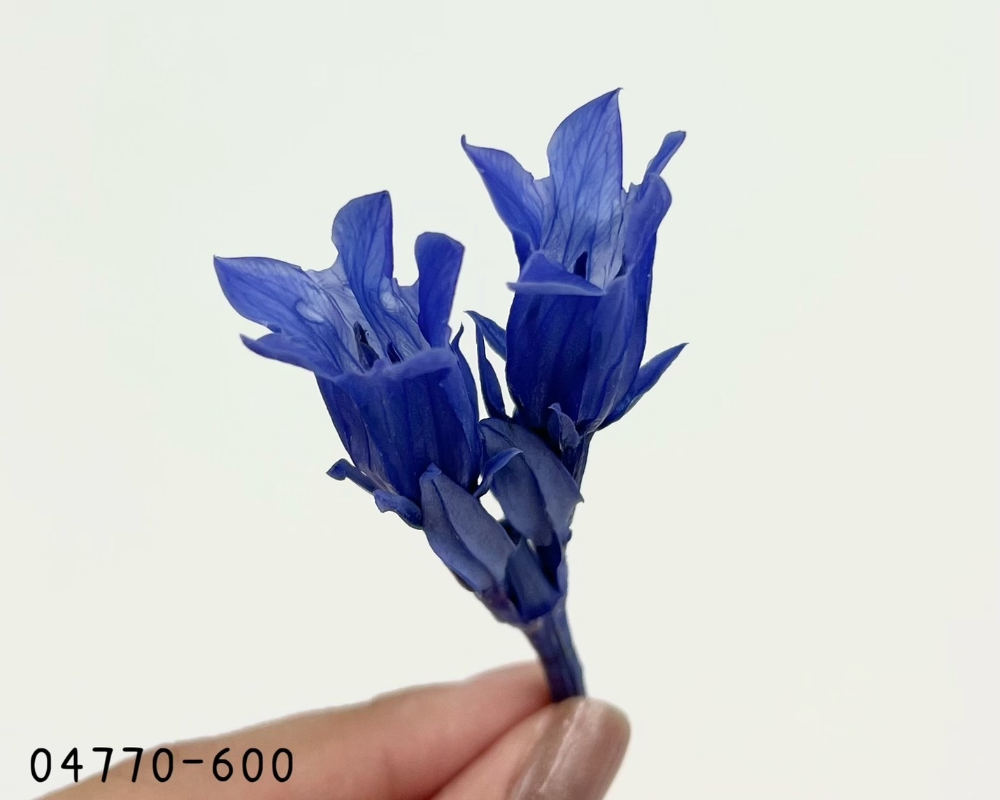 日本不凋龍膽花04770-600