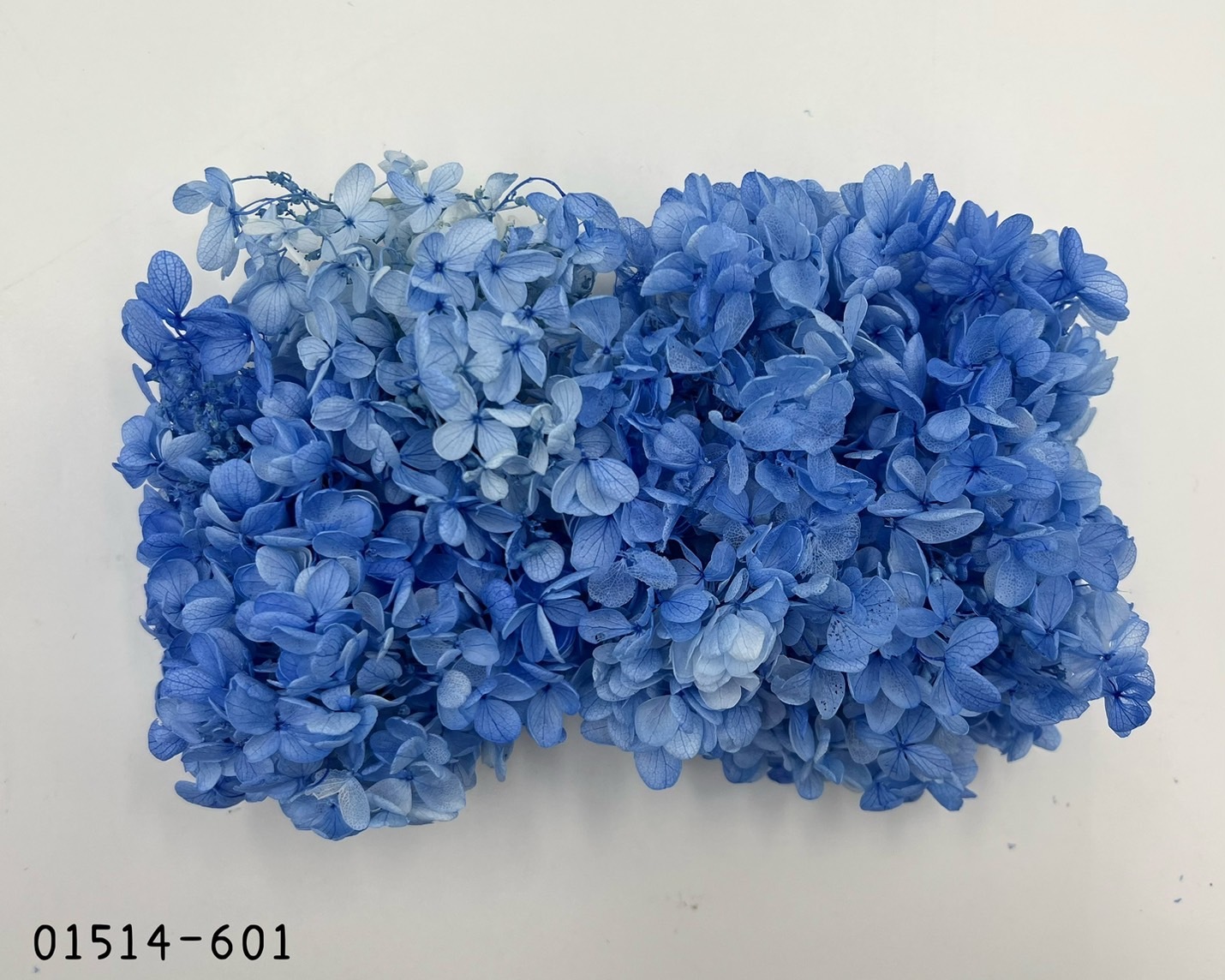 日本不凋中葉漸層繡球 01514-601