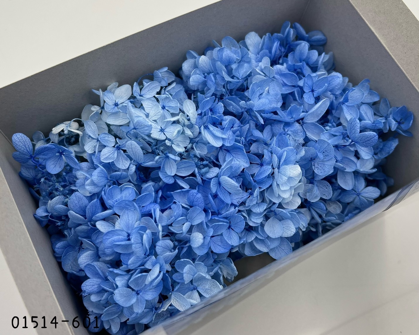 日本不凋中葉漸層繡球 01514-601