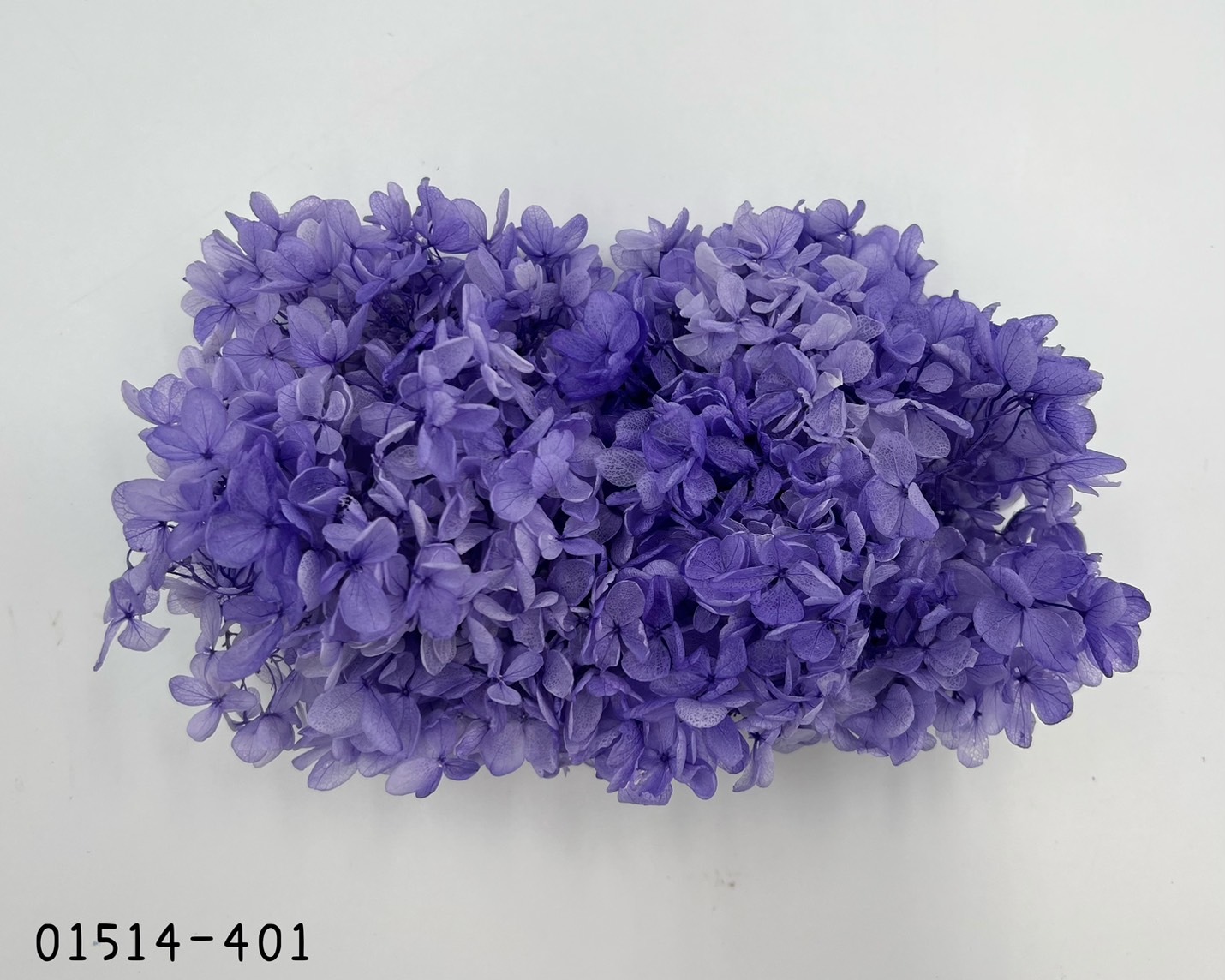 日本不凋中葉漸層繡球 01514-401