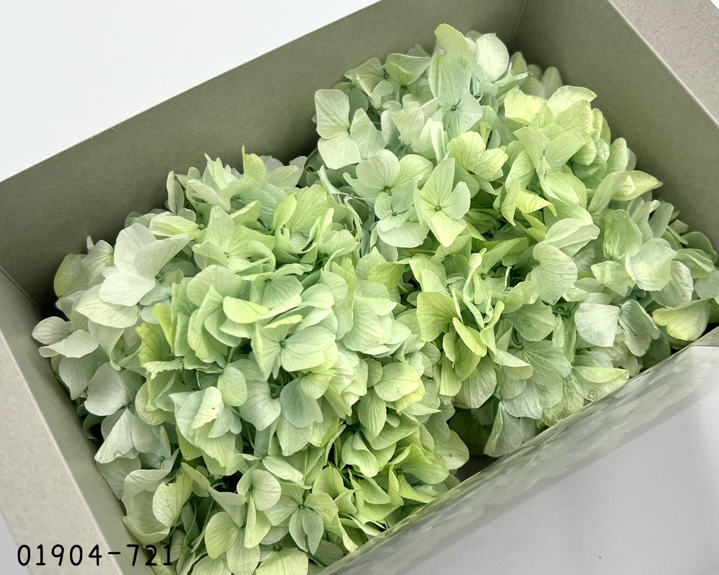 日本不凋大葉漸層繡球 01904-721