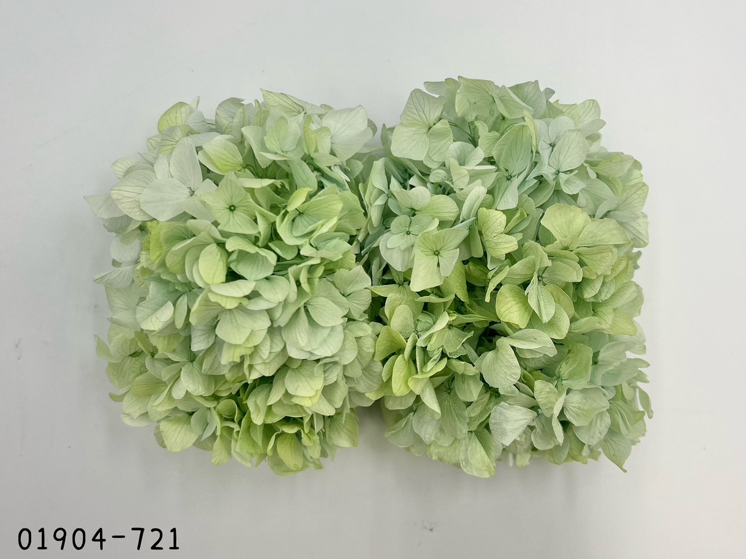 日本不凋大葉漸層繡球 01904-721