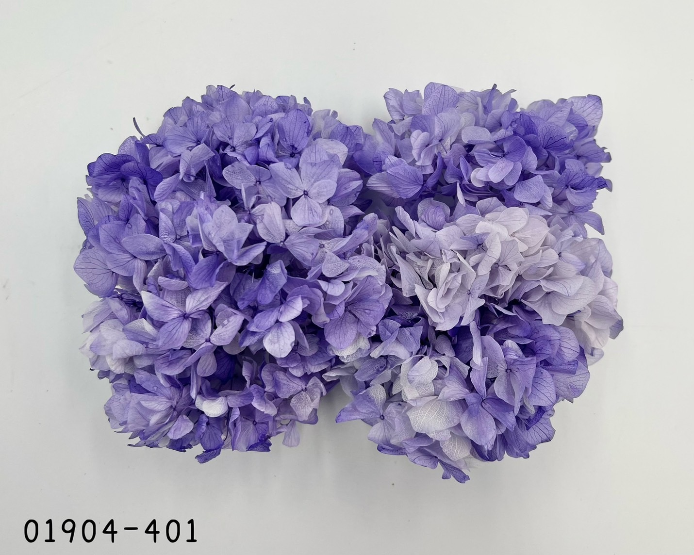 日本不凋大葉漸層繡球 01904-401