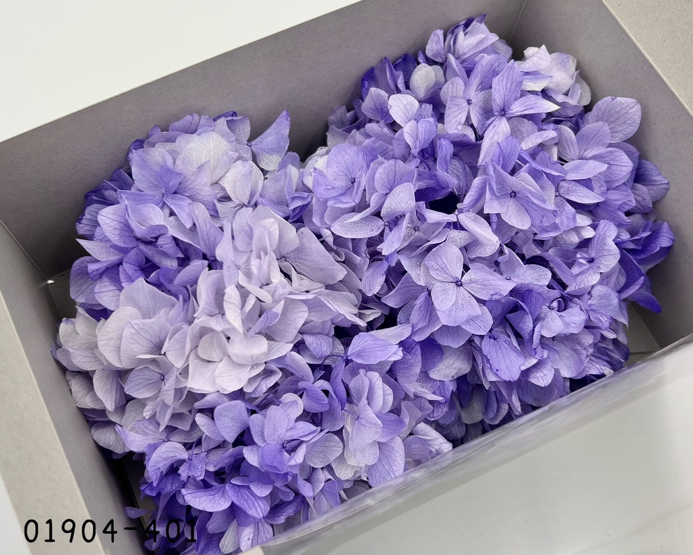 日本不凋大葉漸層繡球 01904-401