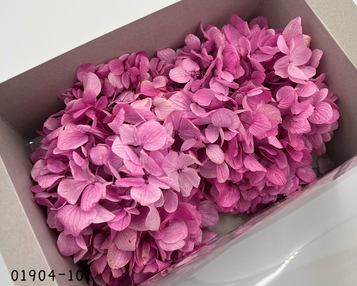 日本不凋大葉漸層繡球 01904-101