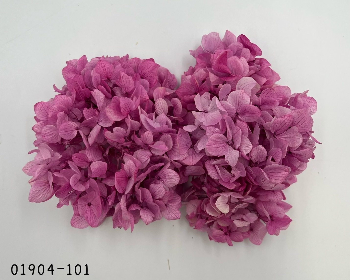 日本不凋大葉漸層繡球 01904-101