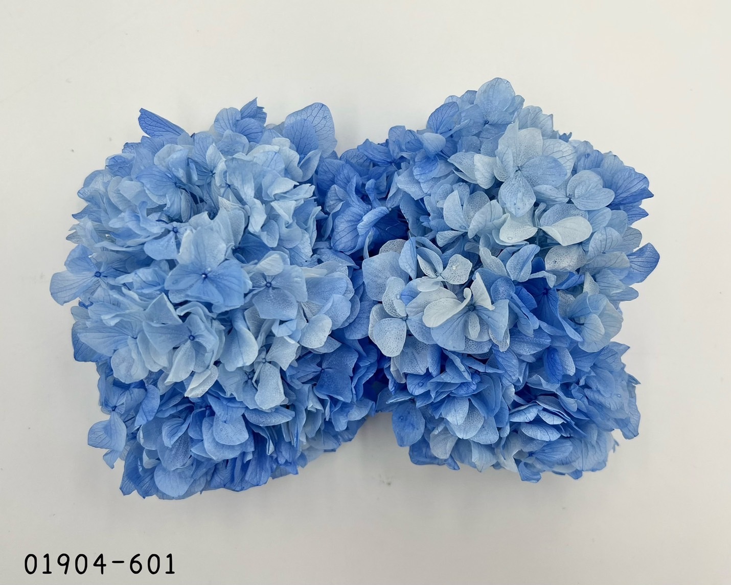 日本不凋大葉漸層繡球 01904-601