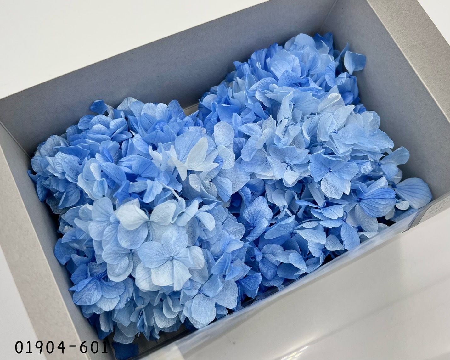 日本不凋大葉漸層繡球 01904-601