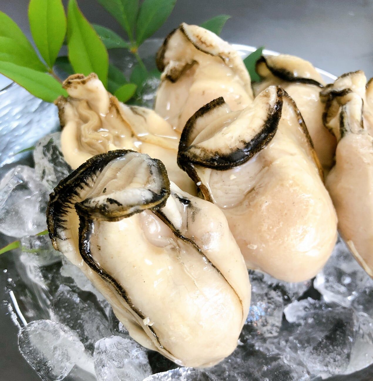 日本播磨灘2L牡蠣清肉