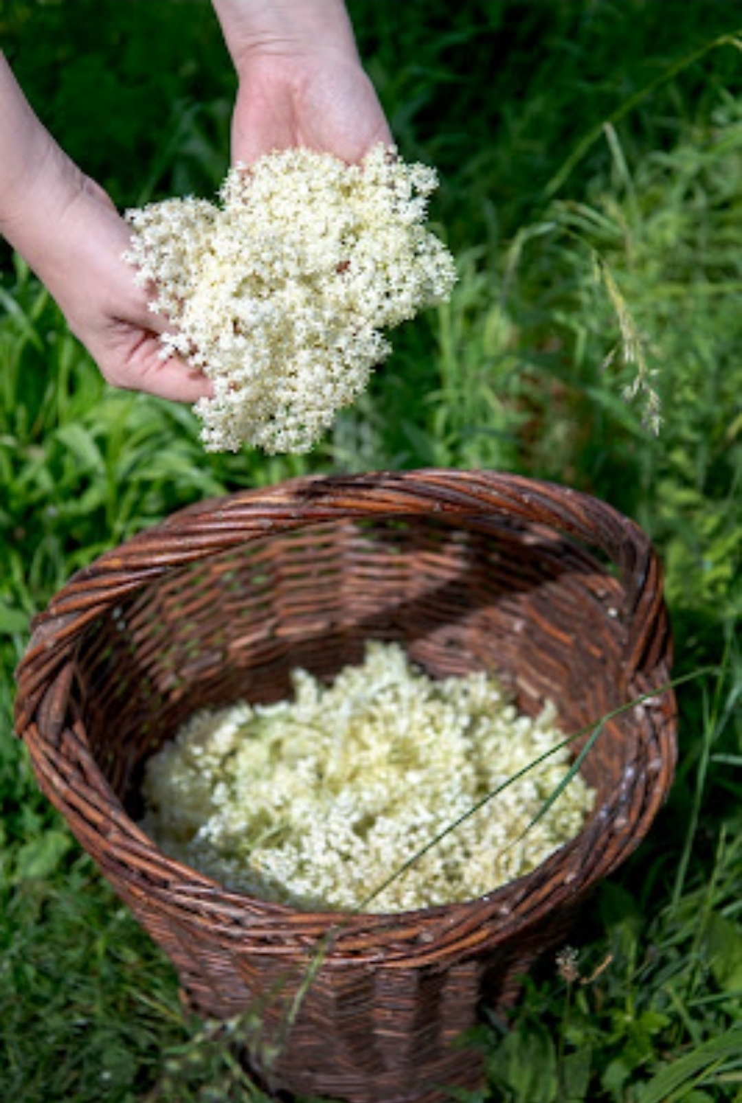 RoomeR 接骨木花酒